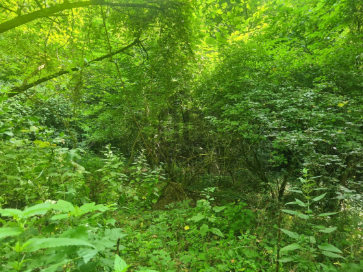Index image
